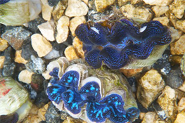 2in Crocea